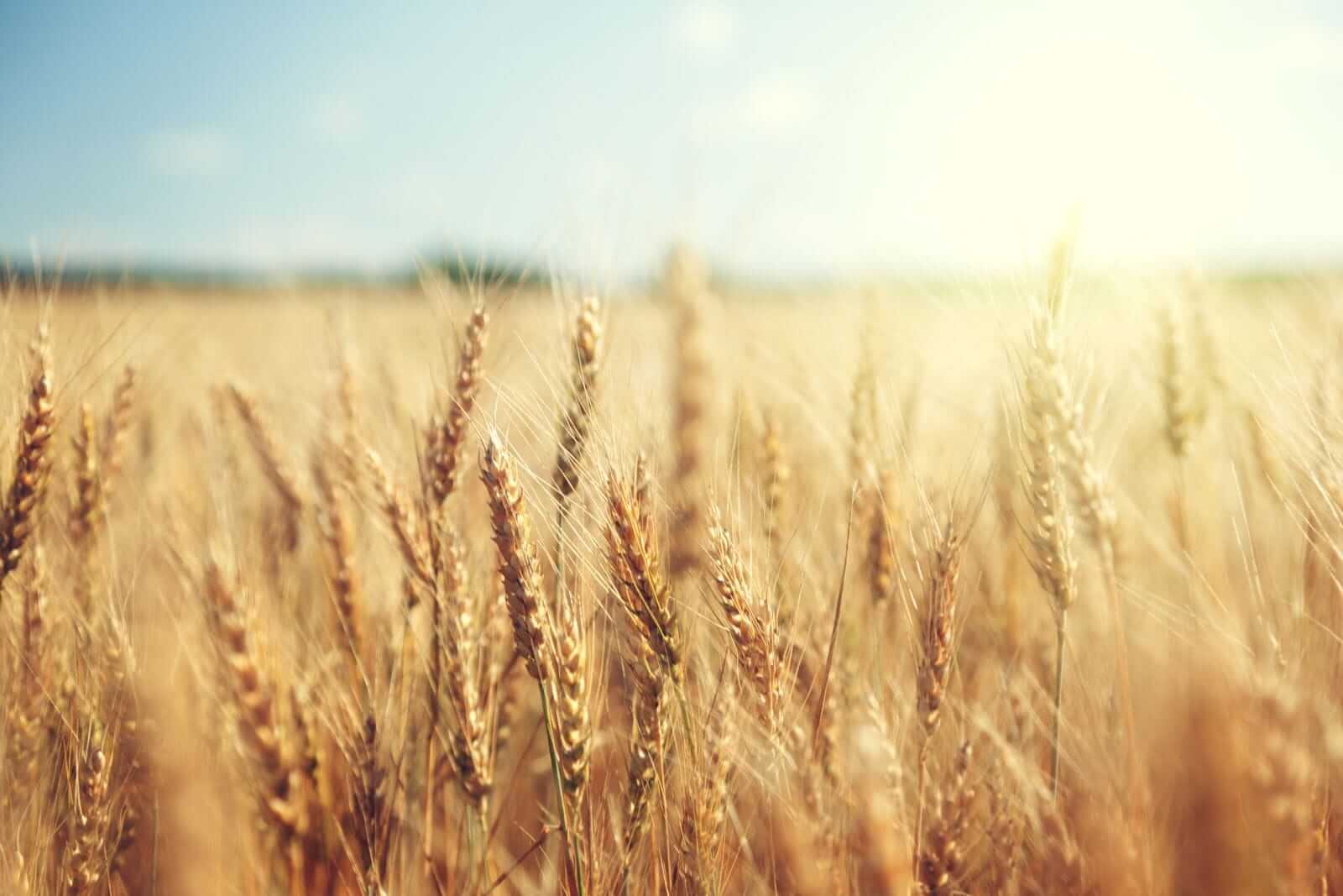 wheat-pulling-back-as-usda-raises-production