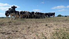 dairy-farmers-face-crisis-as-drought-causes-grass-fails