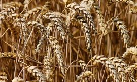 Wheat Prices Turning Mixed at Midday on Wednesday