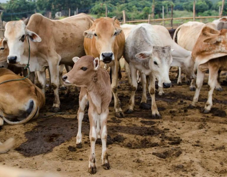 Read more about the article Cattle Retreating on Thursday After New LOC Highs on Wednesday