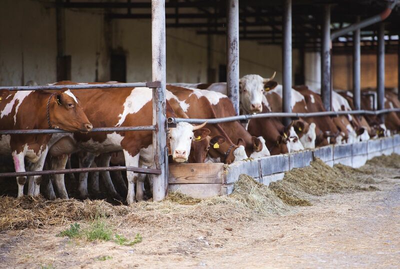 cattle-look-to-thursday-trade