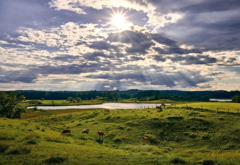 Read more about the article Cattle Fading onto the Weekend