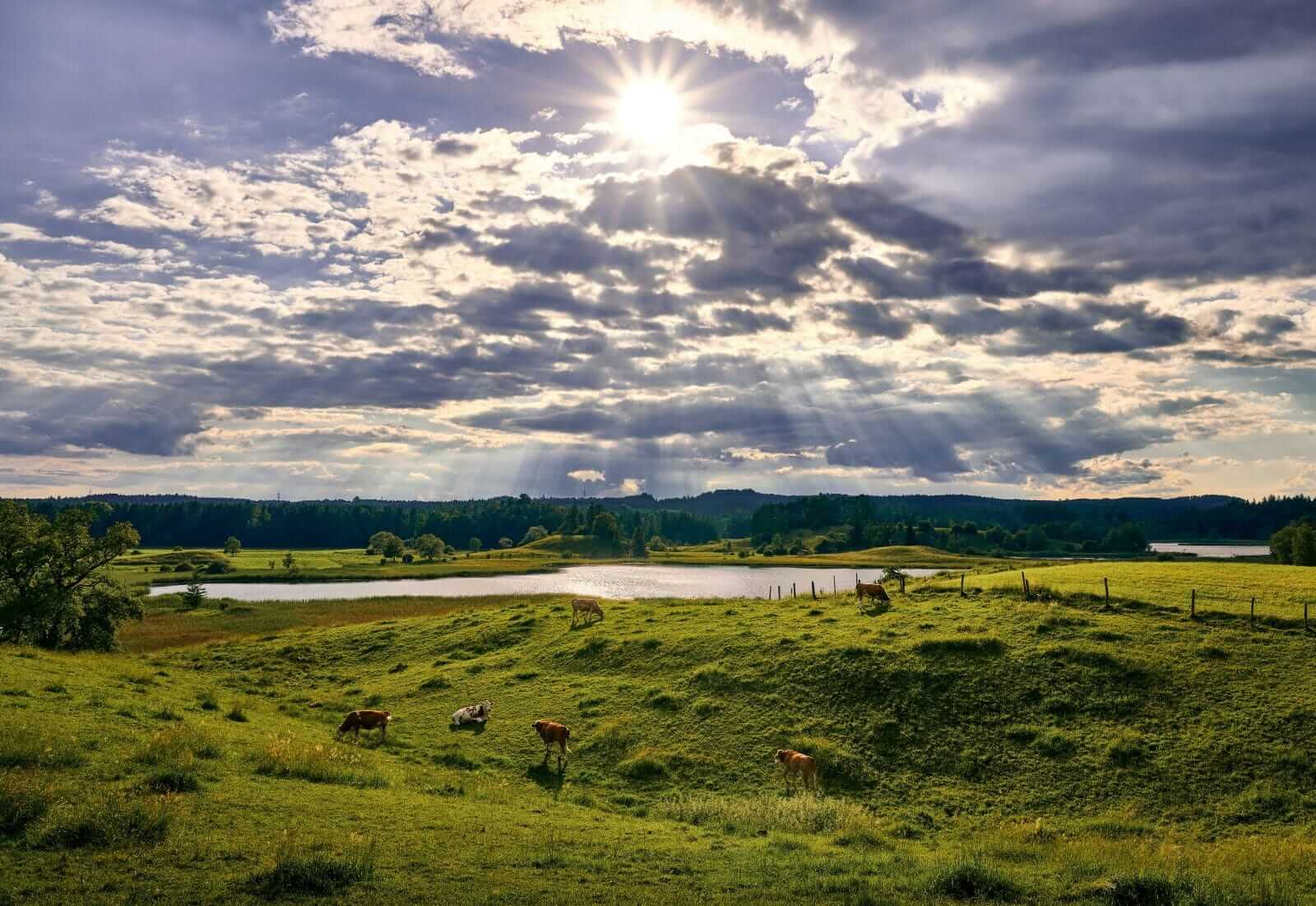 cattle-fading-onto-the-weekend
