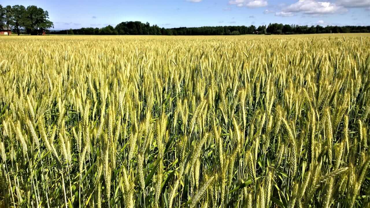 wheat-closes-the-week-with-gains