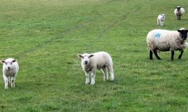 CAP battle starts as EU plans to overhaul farmer payments