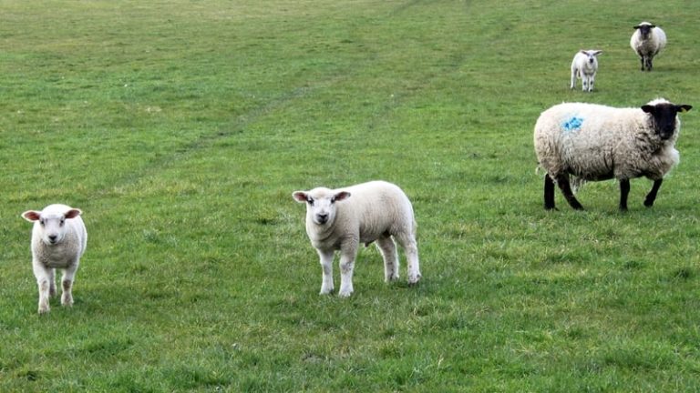 Read more about the article CAP battle starts as EU plans to overhaul farmer payments
