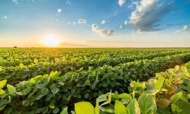 Soybeans are Giving Back Friday Gains to Start Monday