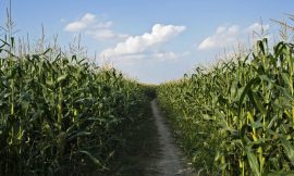 Corn Pullback Extends into Midday, well off of Lows