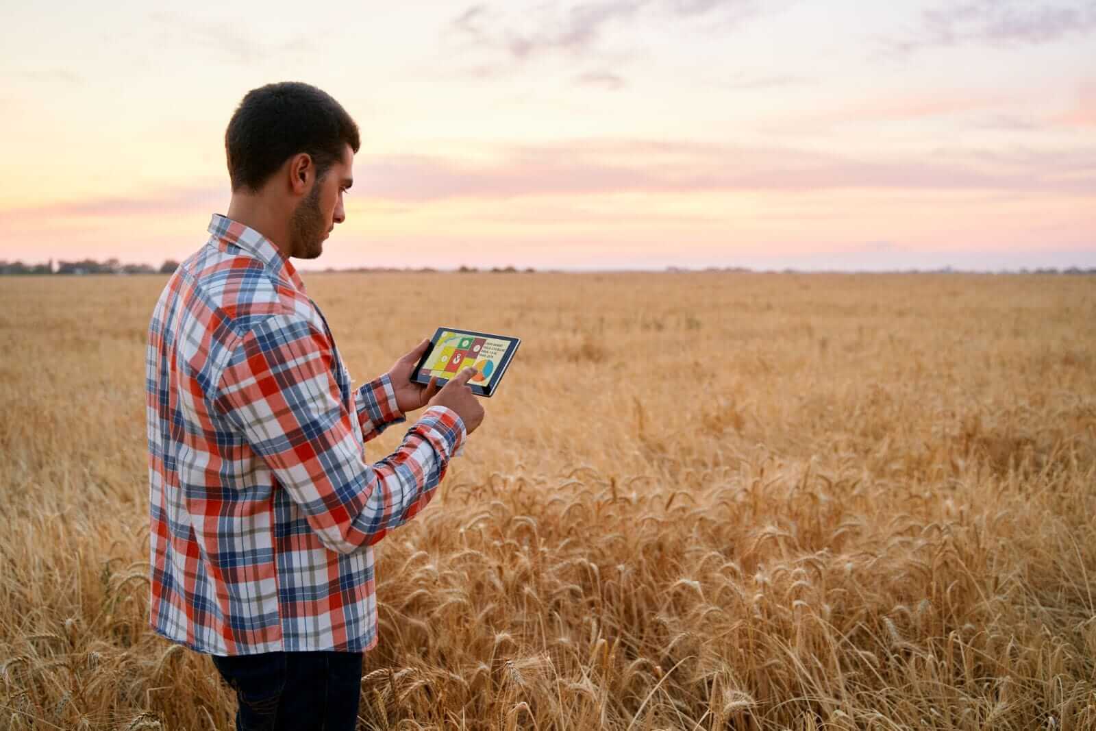 wheat-attempting-turnaround-tuesday