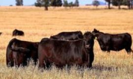 Australia to lift import ban on US beef after Trump tariffs tiff