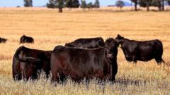 australia-to-lift-import-ban-on-us-beef-after-trump-tariffs-tiff