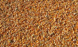 Corn Falling Lower on Friday