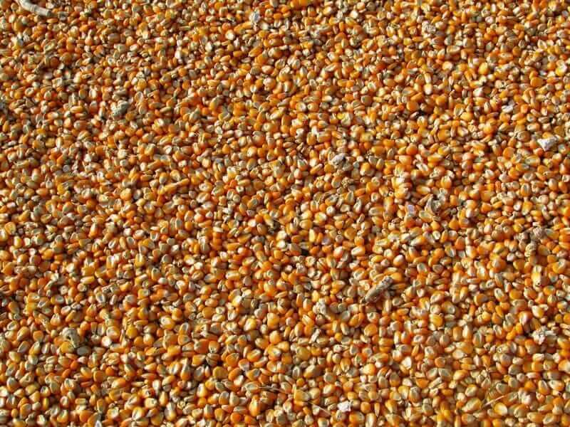 corn-falling-lower-on-friday