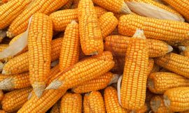 Corn Heads Lower into the Weekend