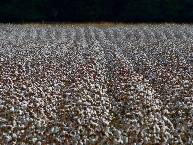 Read more about the article Cotton Closes Lower to End the Week