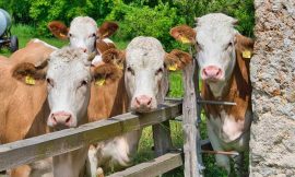 Cattle Closes with Gains, as Cattle on Feed Shows Fewer Placements