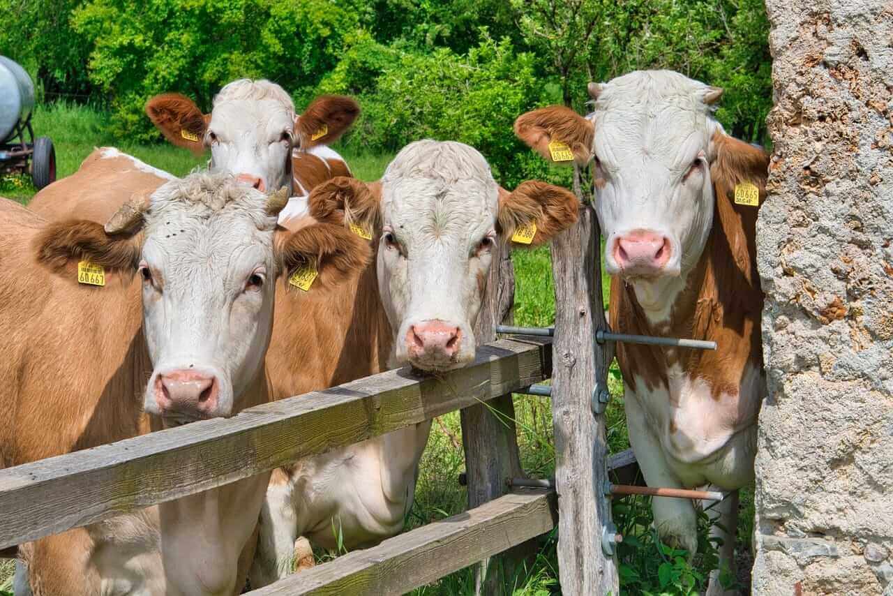 cattle-closes-with-gains,-as-cattle-on-feed-shows-fewer-placements