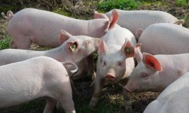 Hogs Close the Week with Mixed Action