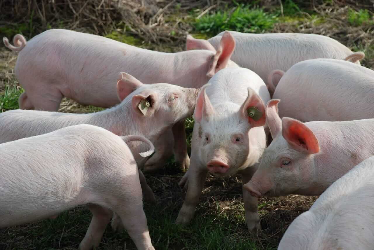 hogs-close-the-week-with-mixed-action