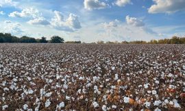 Cotton Falling on Tuesday Trade