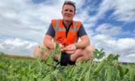 Pea shortage fears over earliest harvest in 14 years