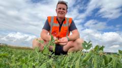 pea-shortage-fears-over-earliest-harvest-in-14-years