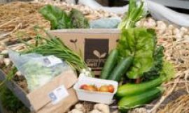 Mid Copeland low income families offered vegetable boxes