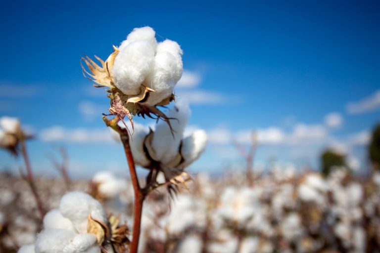 Read more about the article Cotton Heads Lower into the Weekend