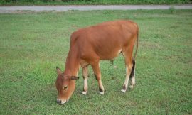 Cattle Post Recovery on Friday