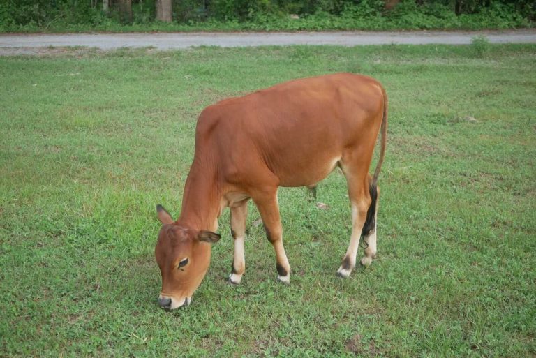 Read more about the article Cattle Post Recovery on Friday