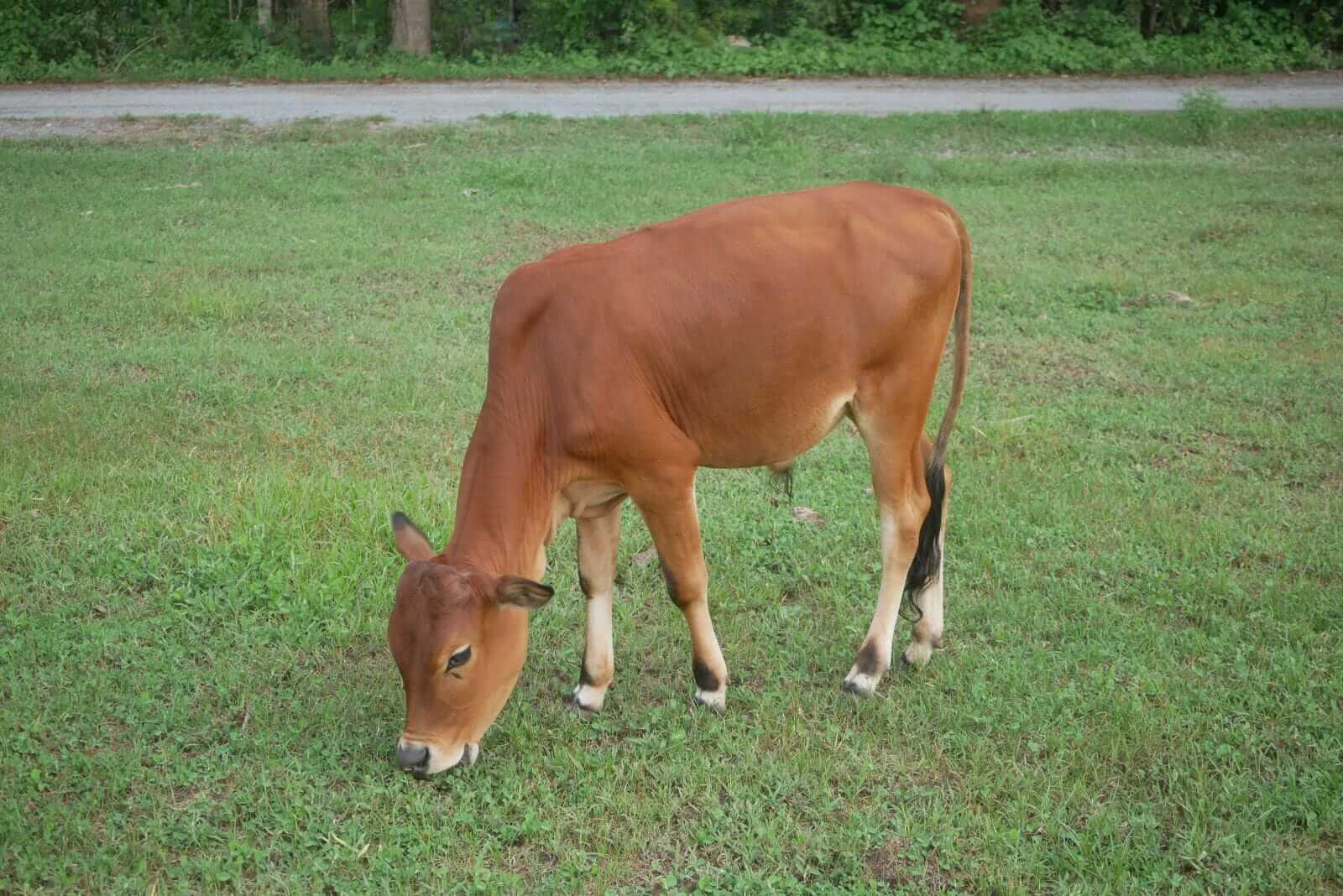 cattle-post-recovery-on-friday