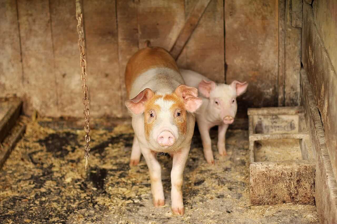 hogs-post-friday-bounce