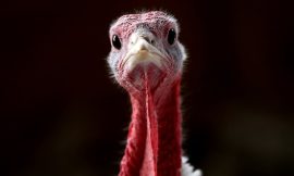 Seasonal worker at turkey farm wins redundancy at WRC