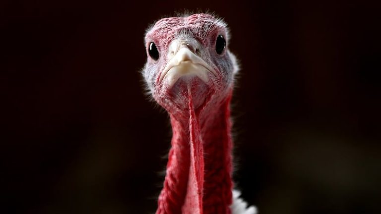 Read more about the article Seasonal worker at turkey farm wins redundancy at WRC
