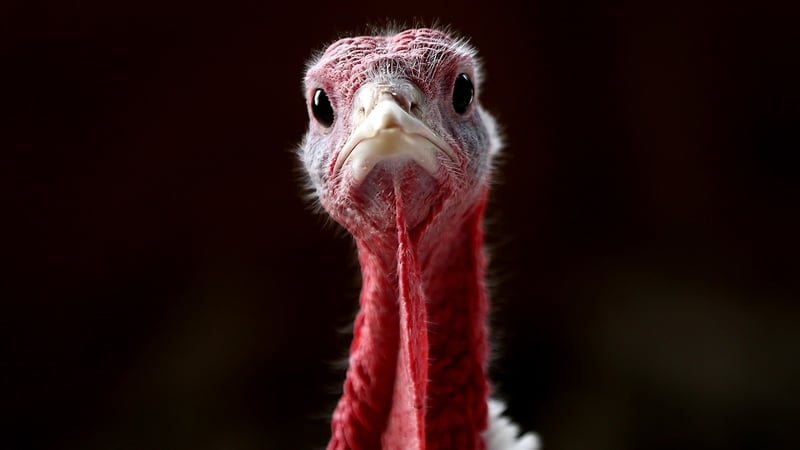 seasonal-worker-at-turkey-farm-wins-redundancy-at-wrc