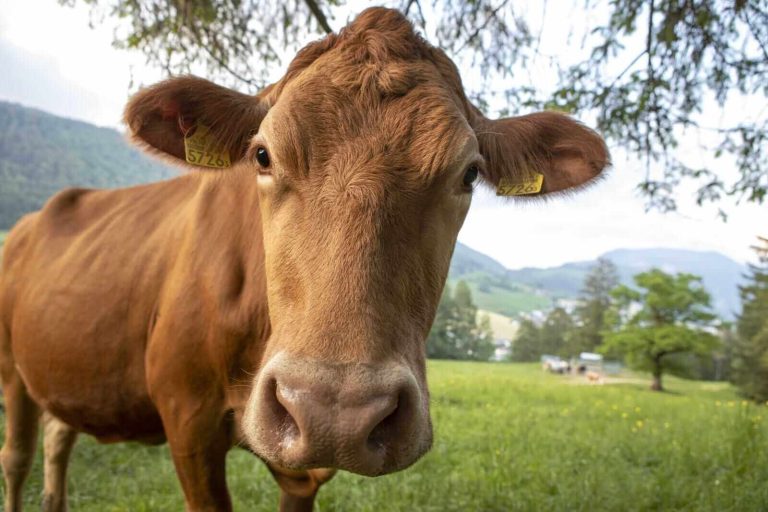 Read more about the article Cattle Rallying on Tuesday, with Beef Gaining Back Some Ground