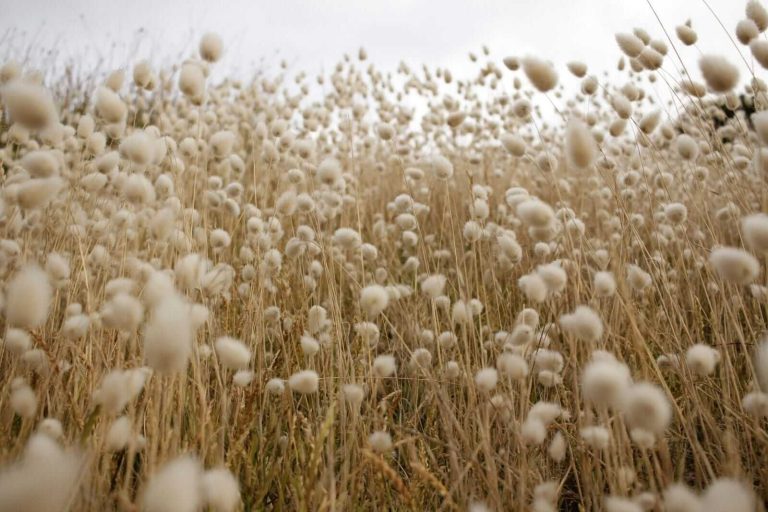 Read more about the article Cotton Posting Tuesday Gains