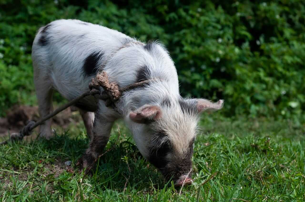 hog-pulling-back-on-wednesday