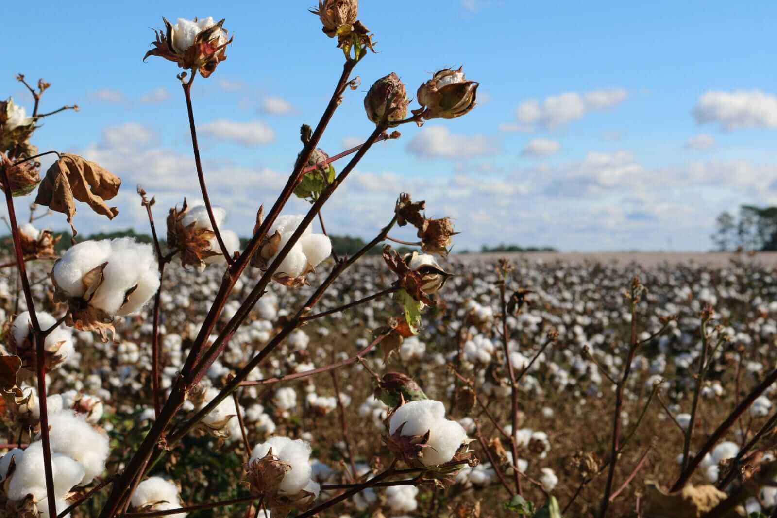 cotton-bulls-pushing-back-on-friday