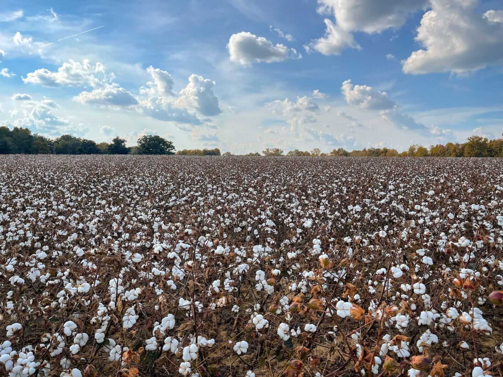 cotton-closes-friday-with-gains