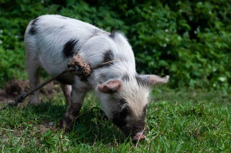 Read more about the article Hog Bulls Pushing Higher on Monday