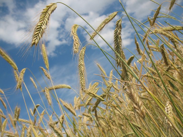 Read more about the article Wheat Leaking Lower on Thursday