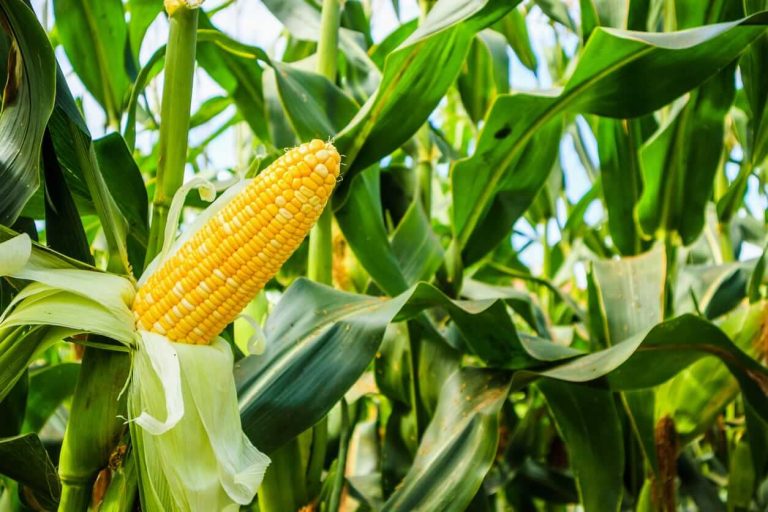 Read more about the article Corn Posts Strength on Friday to Close the Week Back to Where it Started