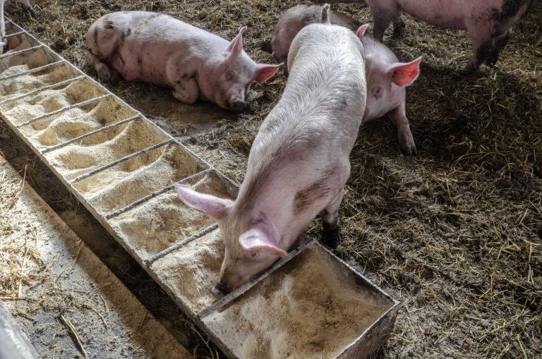 Read more about the article Hogs Bulls Battle Back on Friday