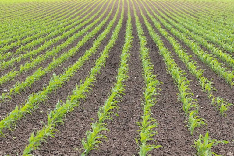 Read more about the article Corn Bulls Showing Off to Round Out the Week