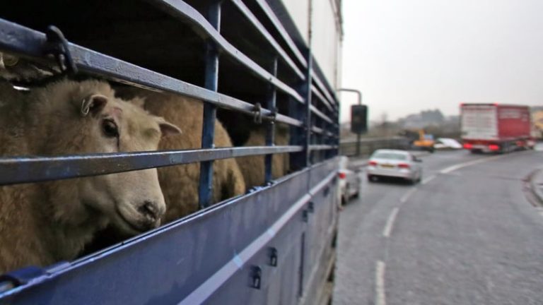 Read more about the article Britain cancels extra border checks for animals