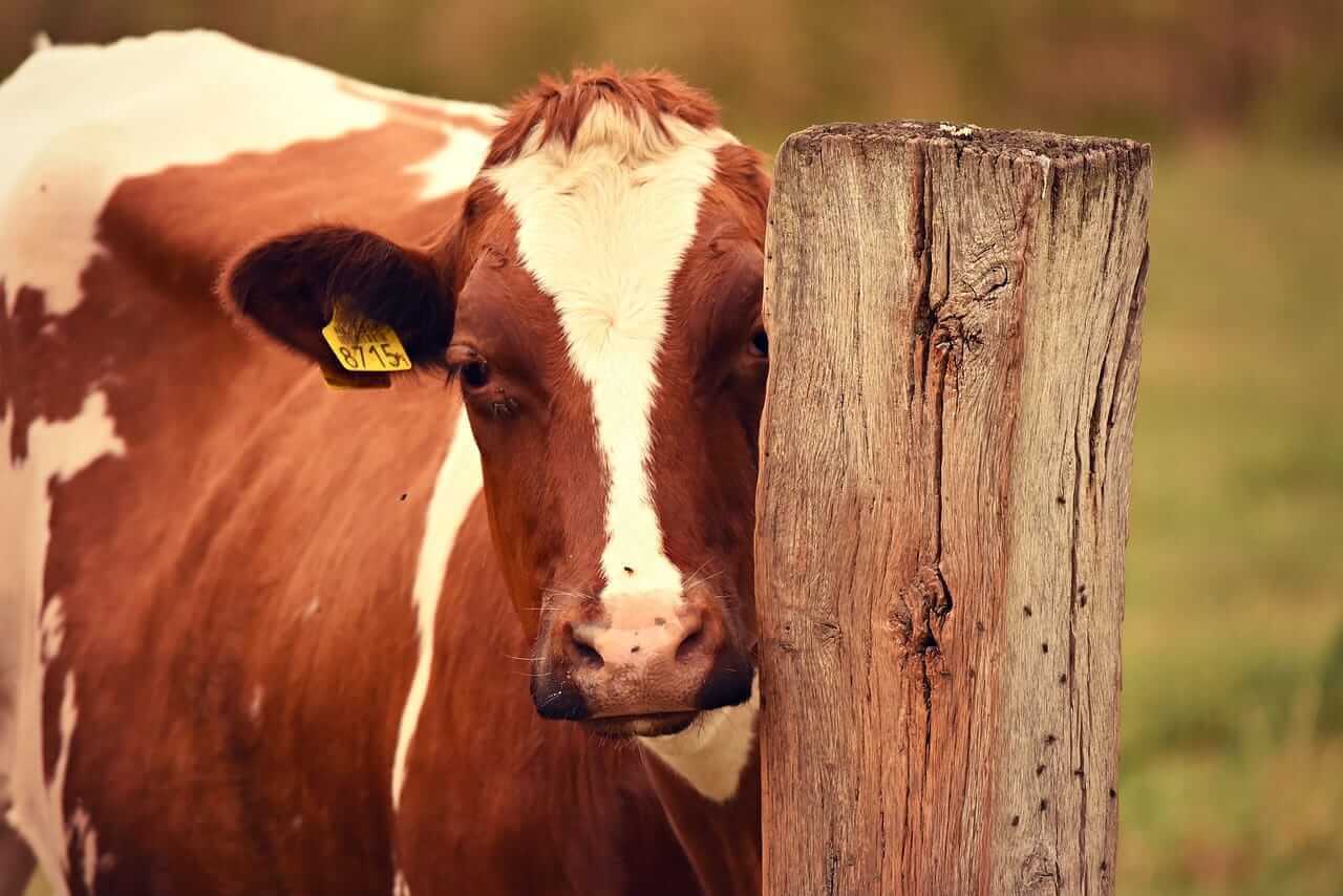 cattle-bulls-continuing-strength,-as-beef-pushes-past-$400