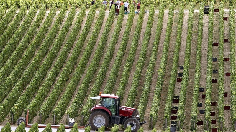 french-champagne-harvest-begins-with-‘promising’-outlook