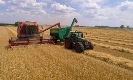 Wheat Continues Weakness on Friday
