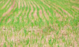 Corn Holding Gains at Midday